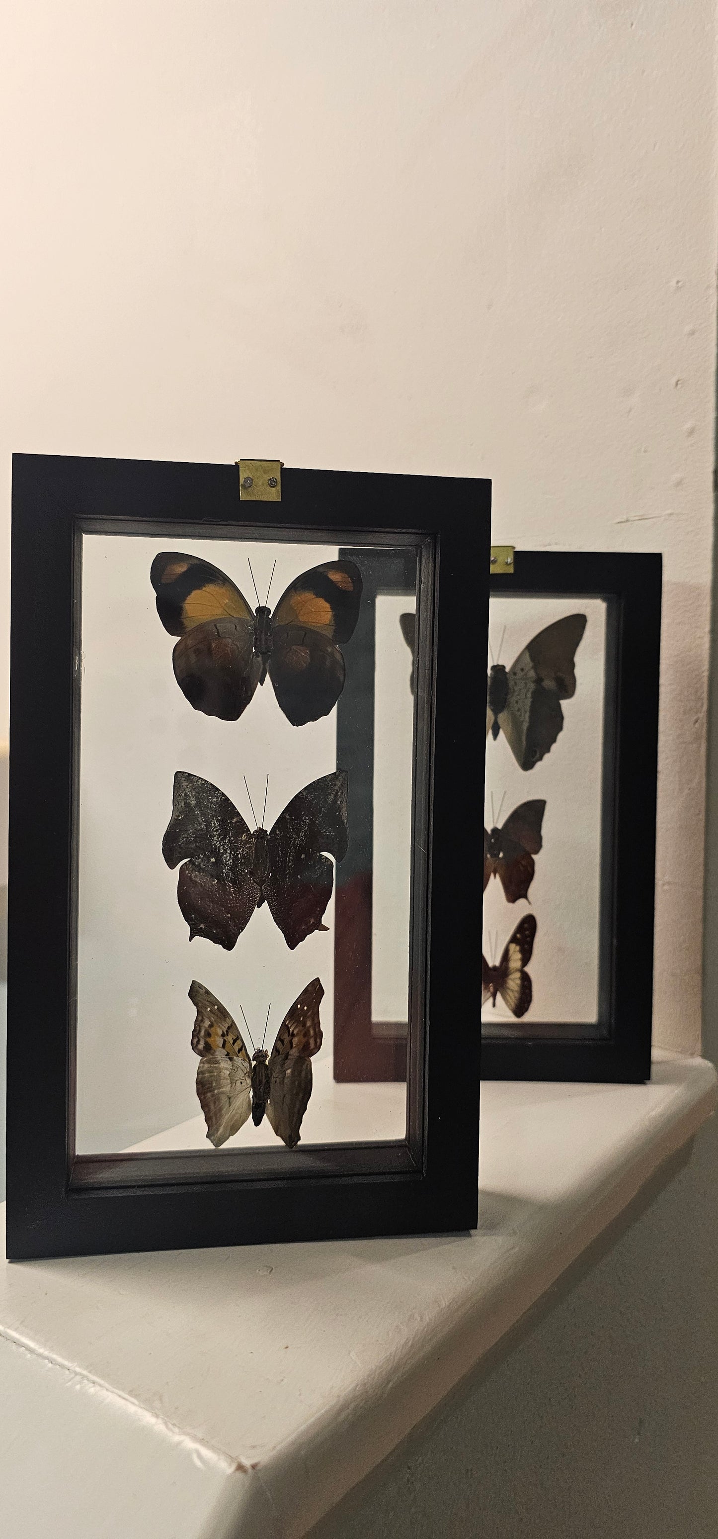 Butterfly & Moth Framed Picture 4 3/4 x 7 3/4