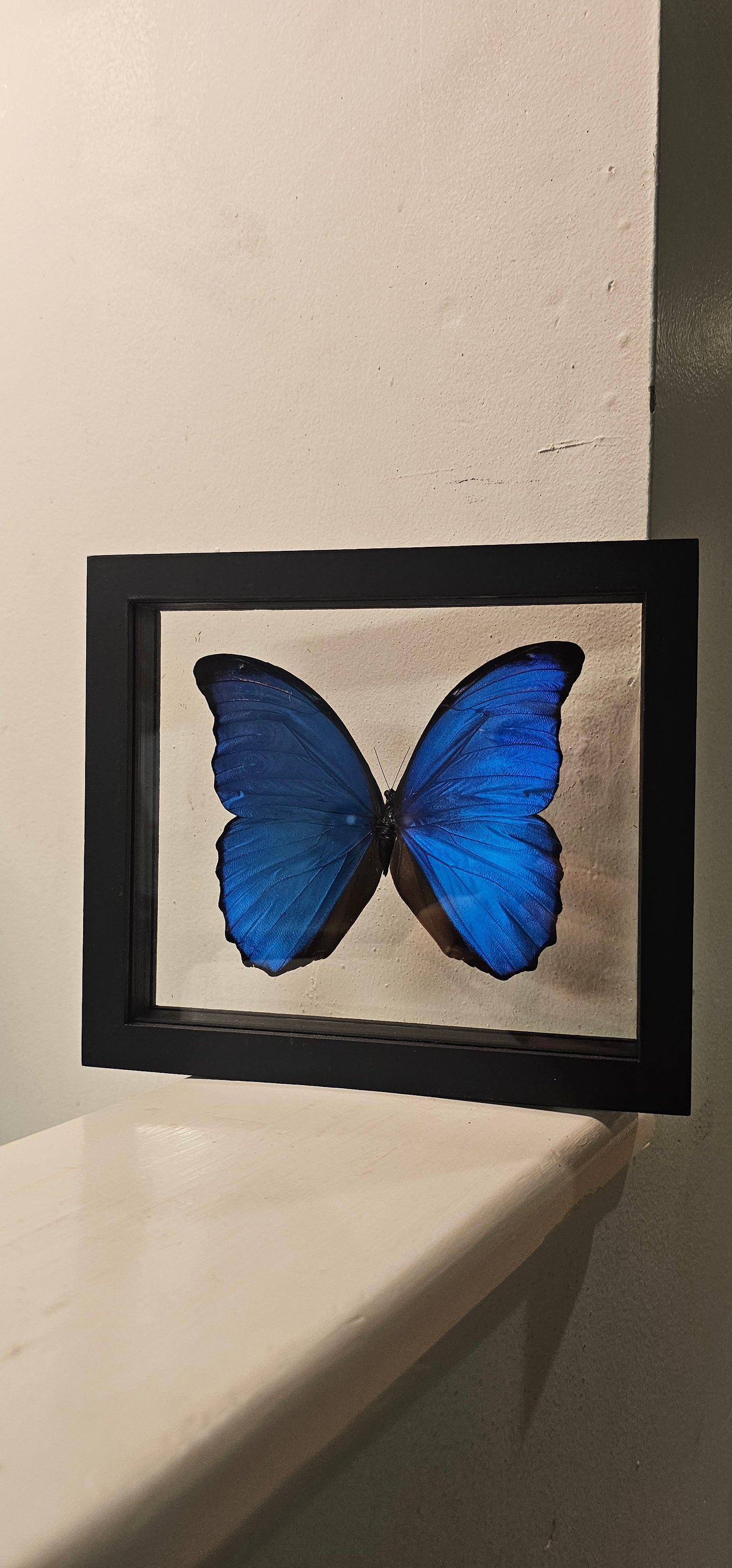 Moth Framed Art (6X6) Marcus Morpho & Morpho Didius (7 X 8)