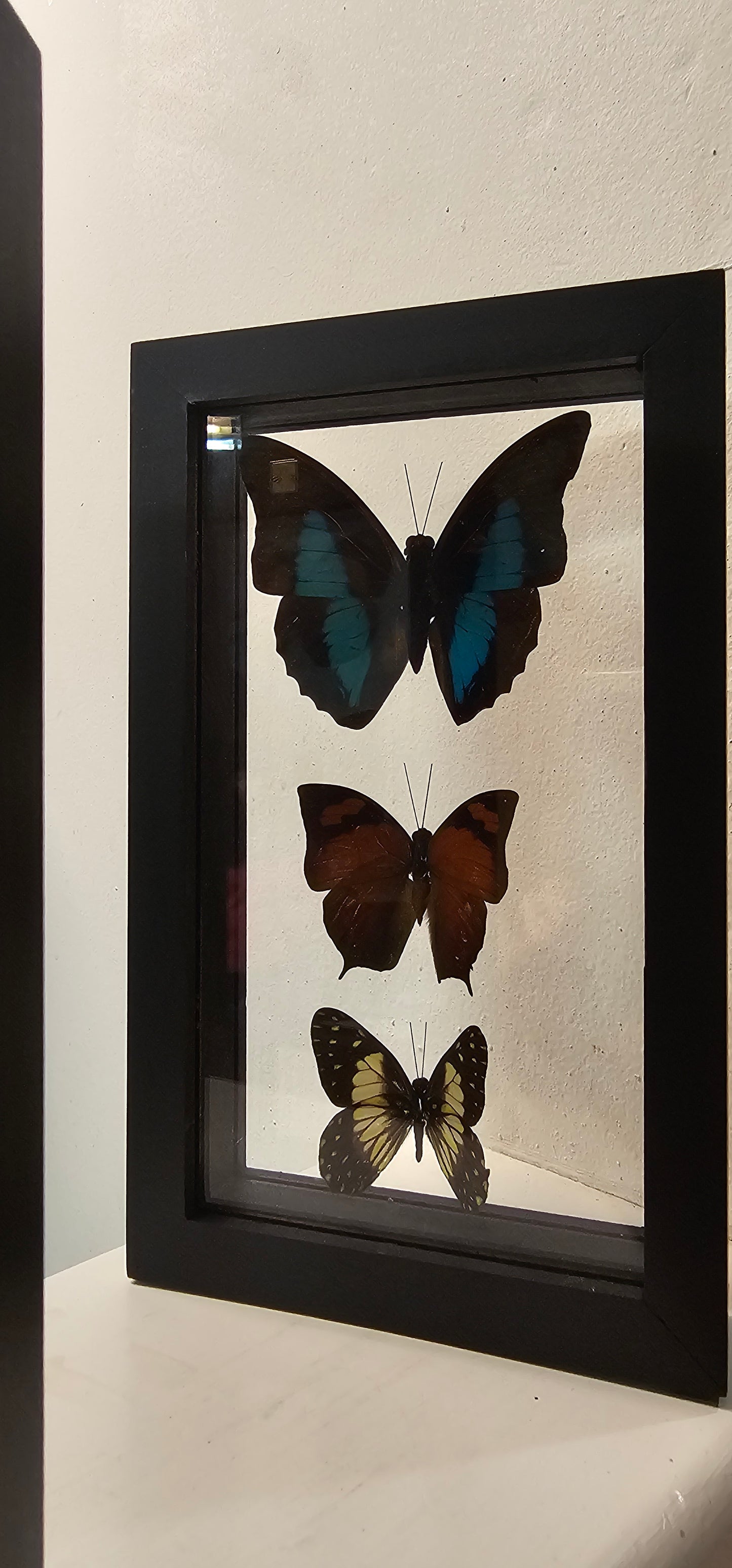 Butterfly & Moth Framed Picture 4 3/4 x 7 3/4