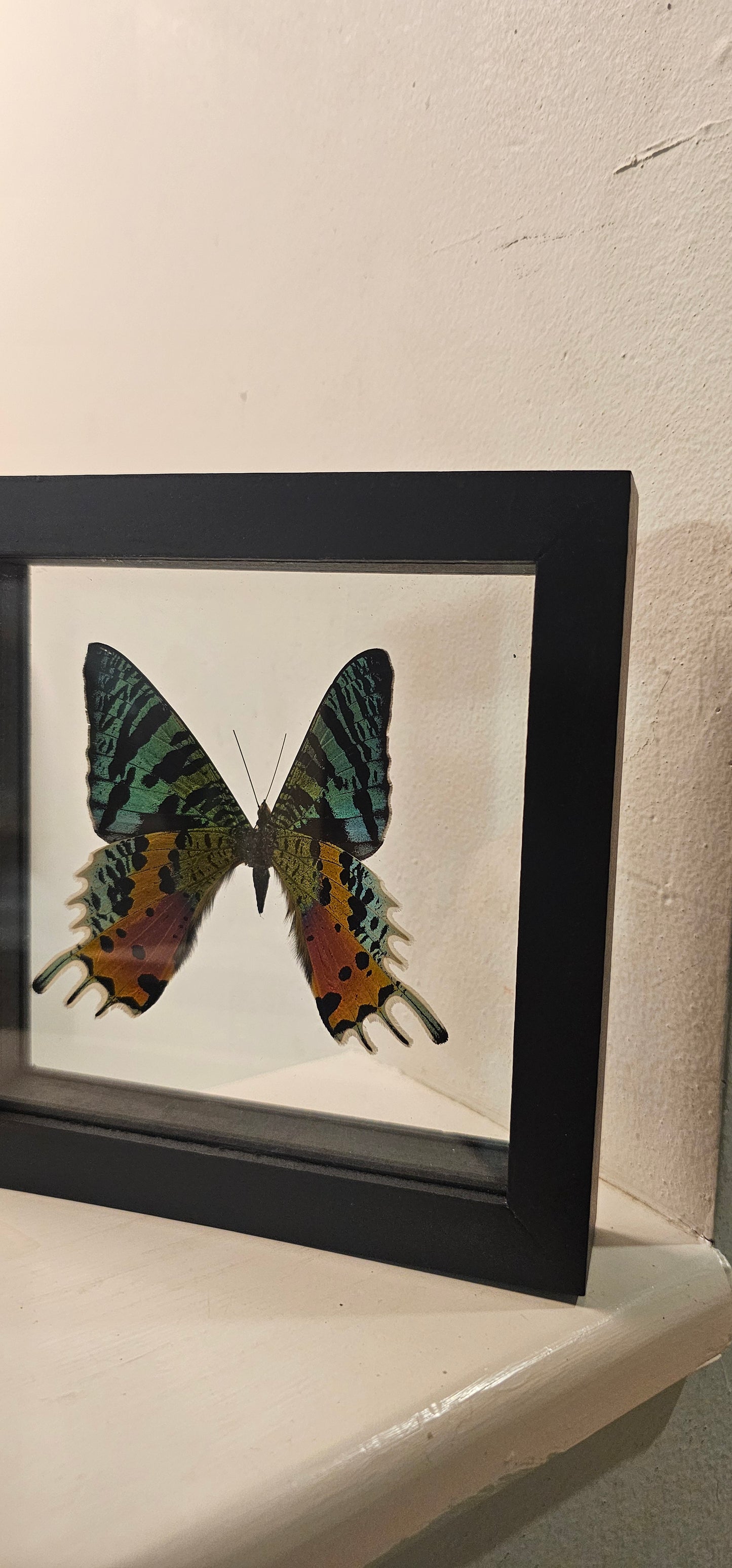 Moth Framed Art Unaria Ripheus- 6 X 6 Framed