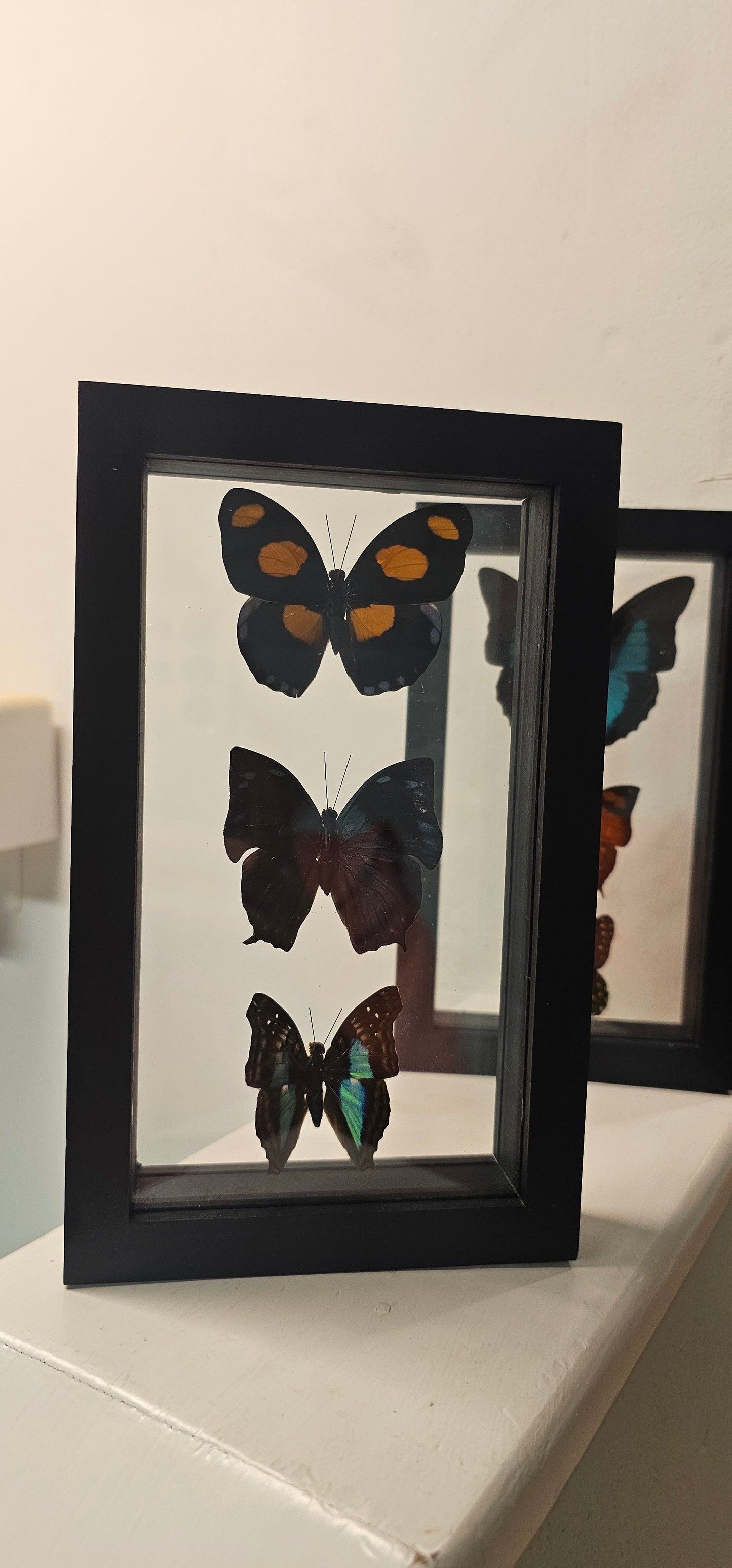 Butterfly & Moth Framed Picture 4 3/4 x 7 3/4