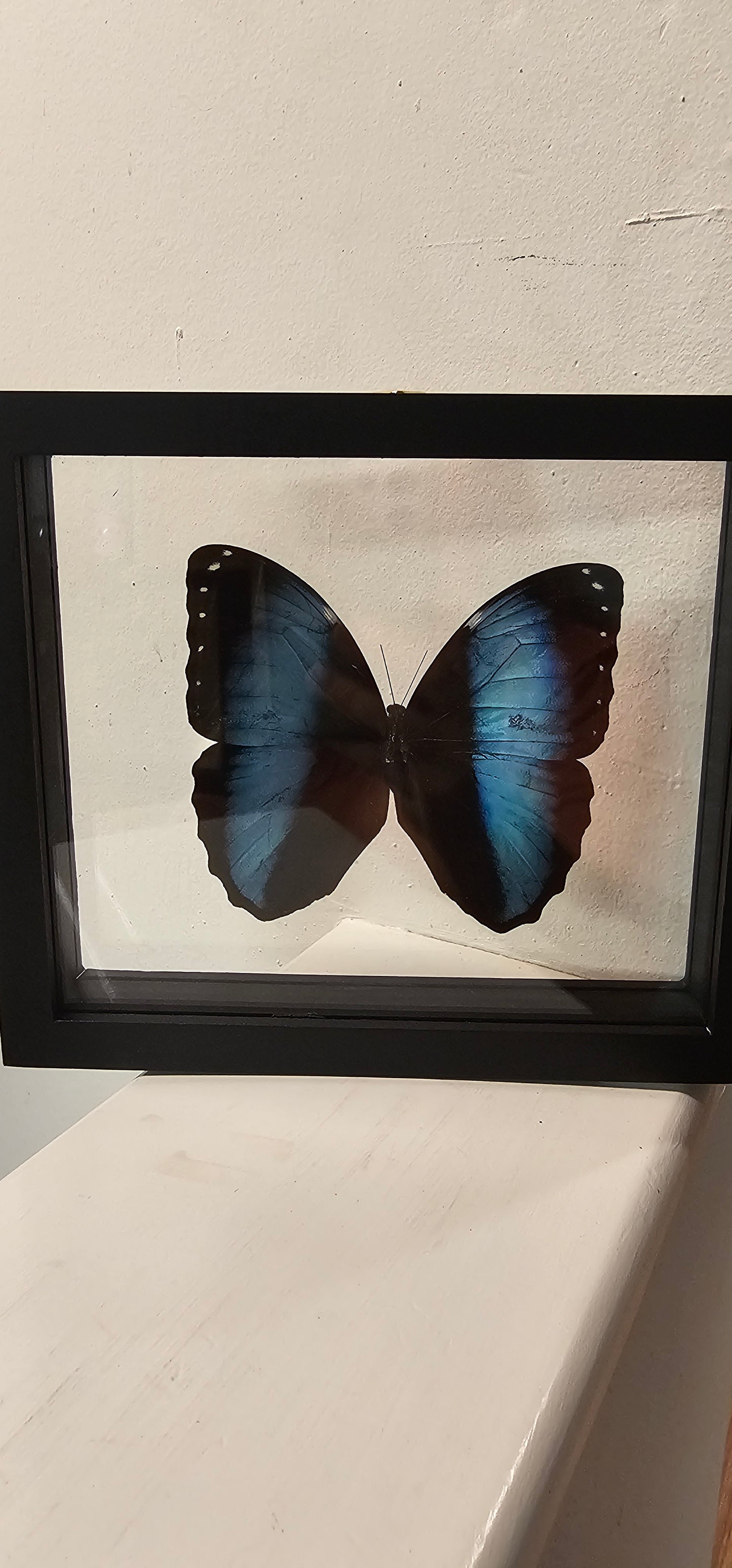Moth Framed Art (6X6) Marcus Morpho & Morpho Didius (7 X 8)