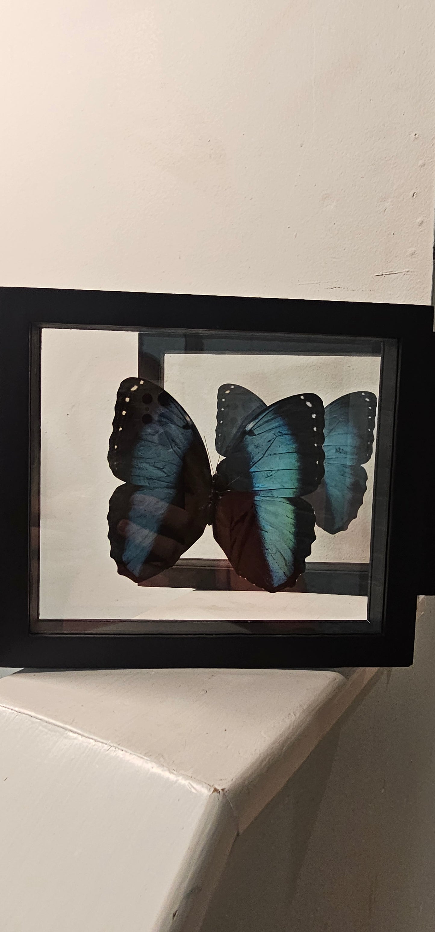 Moth Framed Art (6X6) Marcus Morpho & Morpho Didius (7 X 8)