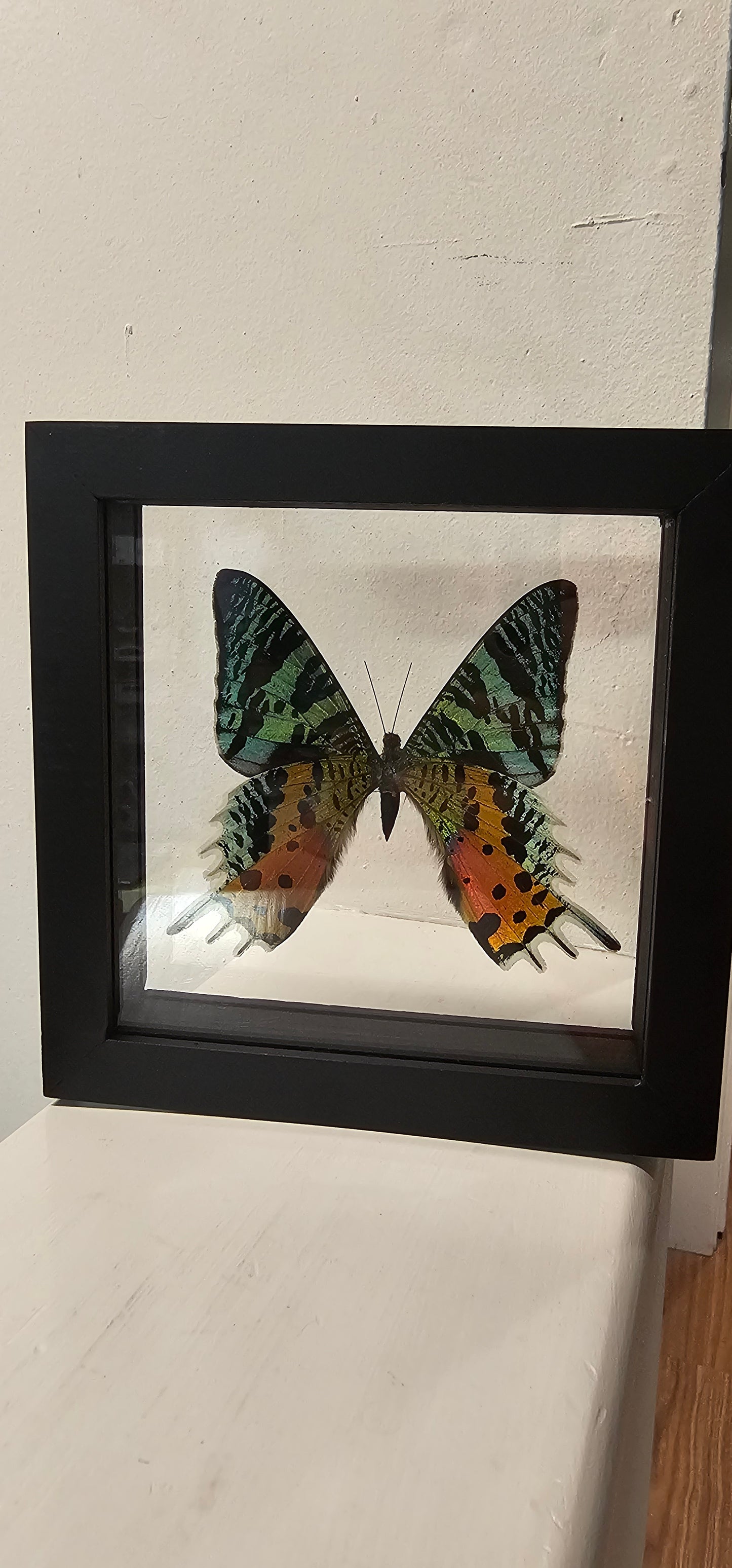 Moth Framed Art Unaria Ripheus- 6 X 6 Framed