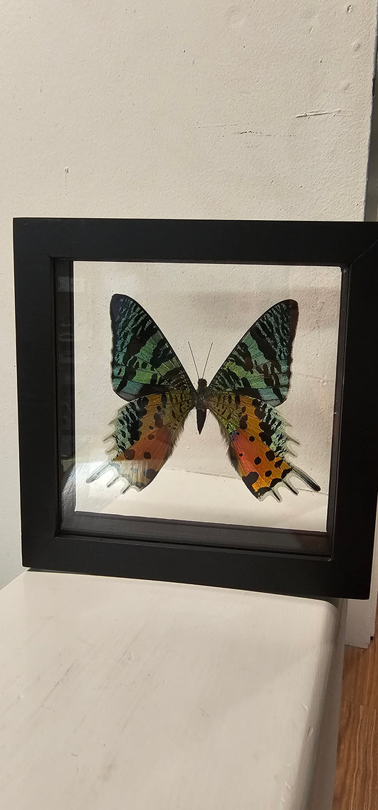 Moth Framed Art Unaria Ripheus- 6 X 6 Framed
