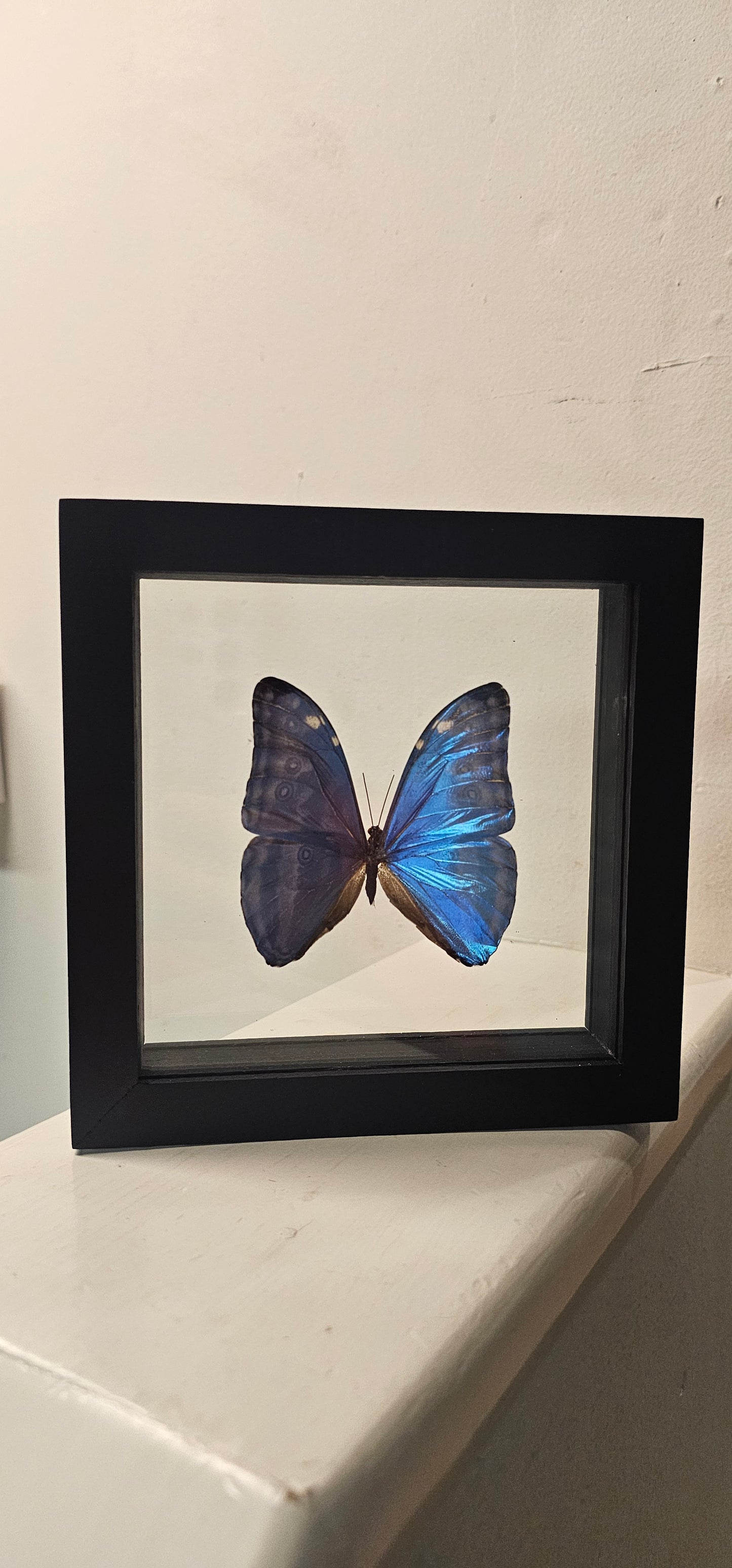 Moth Framed Art (6X6) Marcus Morpho & Morpho Didius (7 X 8)