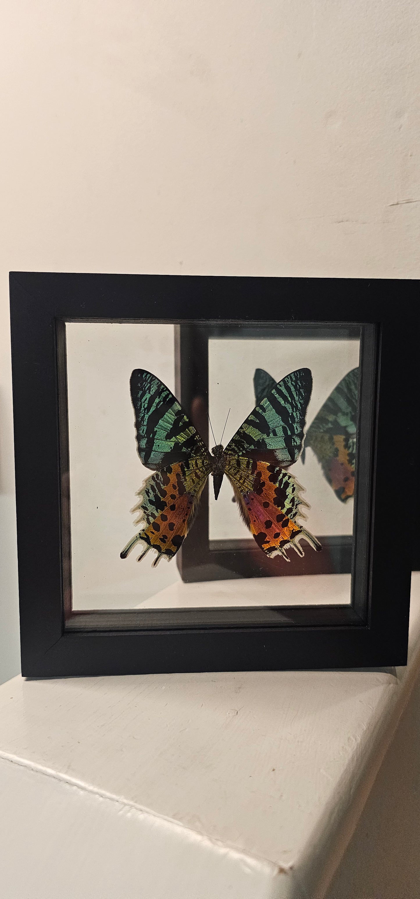 Moth Framed Art Unaria Ripheus- 6 X 6 Framed
