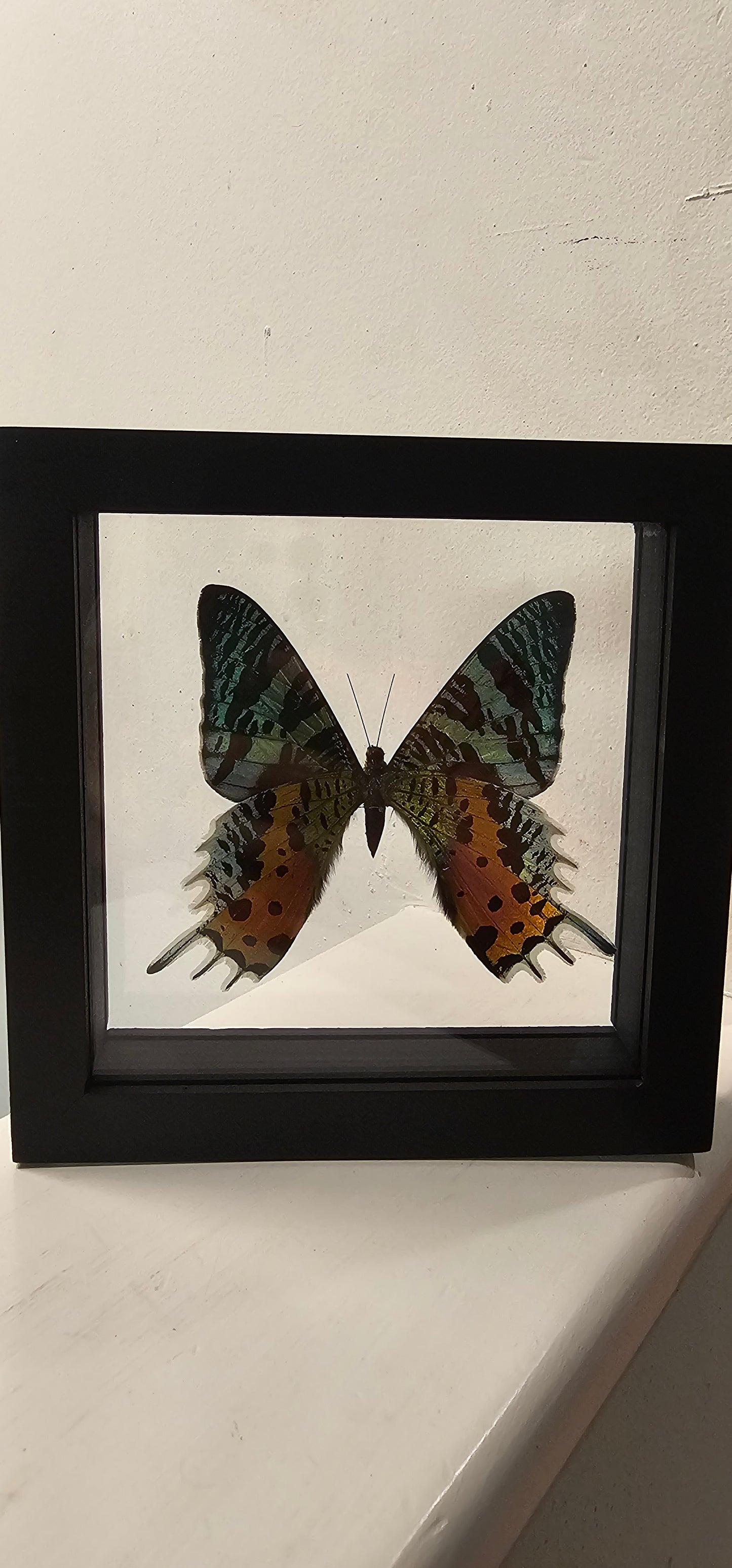 Moth Framed Art Unaria Ripheus- 6 X 6 Framed