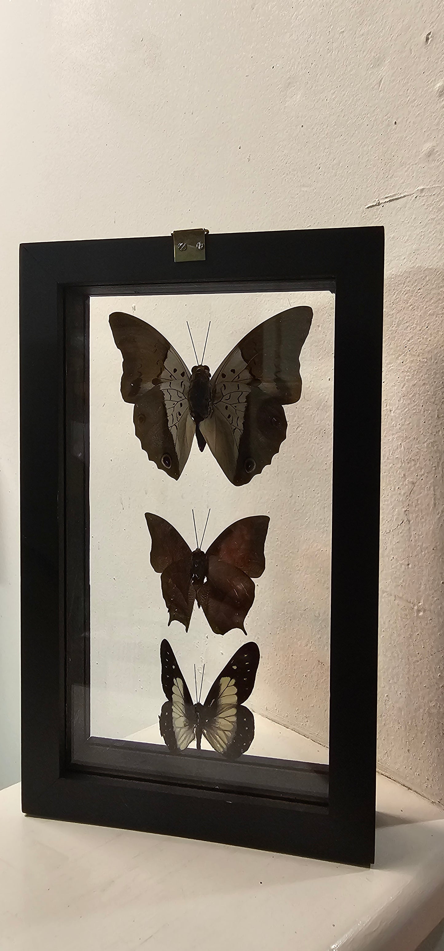 Butterfly & Moth Framed Picture 4 3/4 x 7 3/4